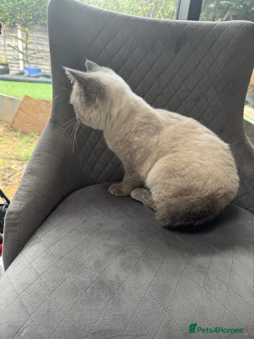 British Shorthair cats for sale: RARE opportunity stunning GCCF ACTIVE 11mnt BSH🩷 - Image 3