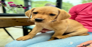 Labrador Retriever dogs - Advert 7