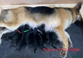 German Shepherd dogs 7 CHUNKY GERMAN SHEPHERD PUPPIES KC REGISTERED - Advert 1