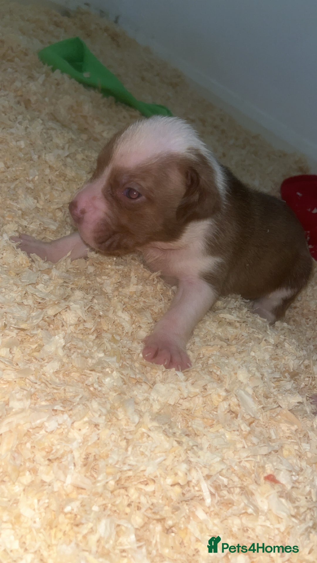 American Bull Staffy dogs for sale: 5 Girls 3 Boys American bull staffy pups  - Advert 10