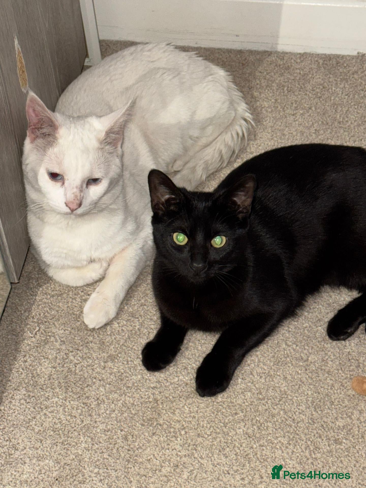 Mixed Breed cats Two white kittens looking for forever new homes - Advert 3