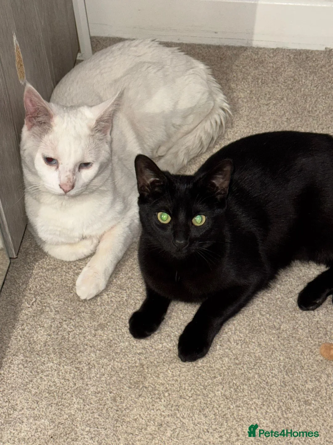 Mixed Breed cats for sale: Two white kittens looking for forever new homes - Advert 1