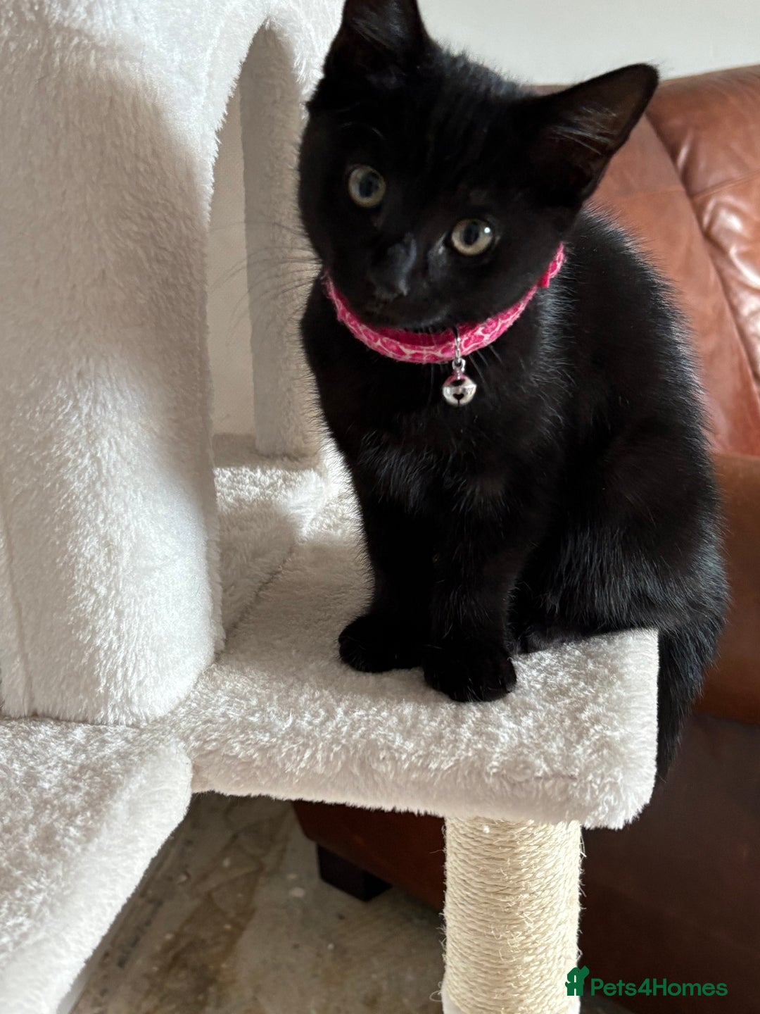 British Longhair cats for sale: Beautiful 10 week old kitten  - Image 1