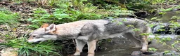 Saarloos Wolfdog dogs for sale: Czechoslovakian wolf dog Adult female  - Advert 4