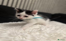 Ragdoll cats for sale: Tuxedo Ragdoll mix kittens - Image 14