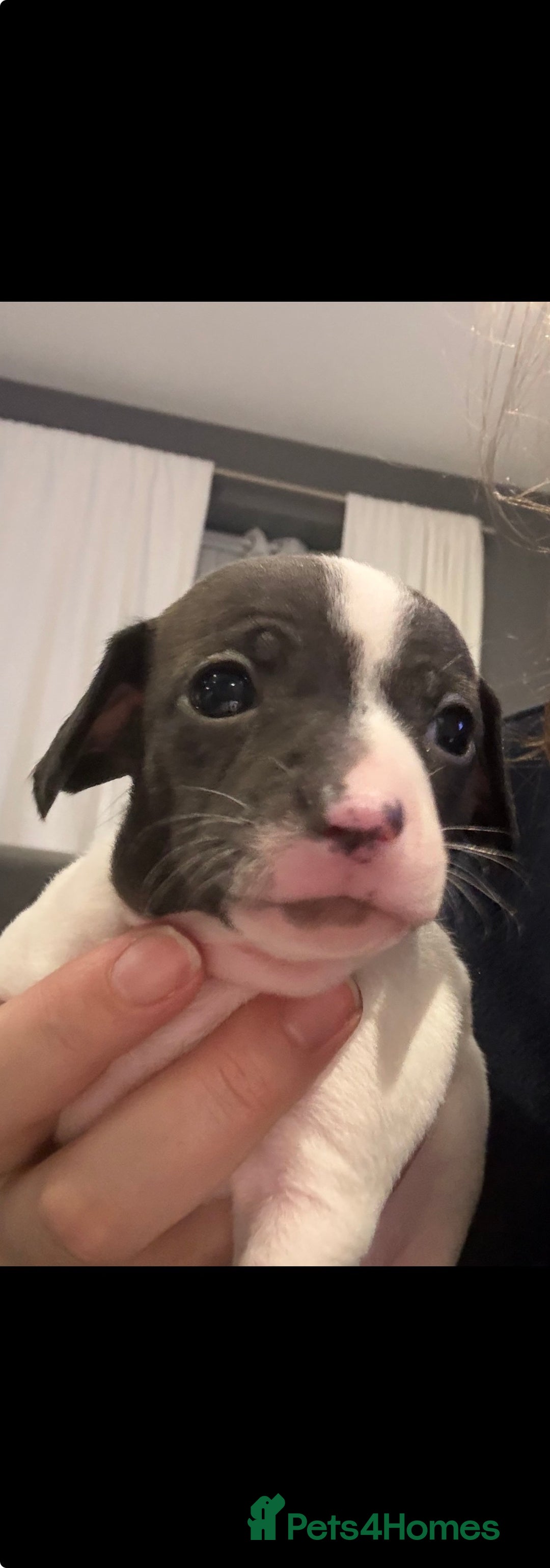 Mixed Breed dogs for sale: Gorgeous cute playful puppies - Advert 7