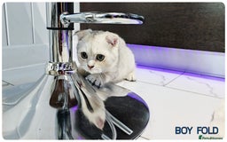 Scottish Fold cats for sale: Scotish Fold Kittens (Delivery available) - Image 15
