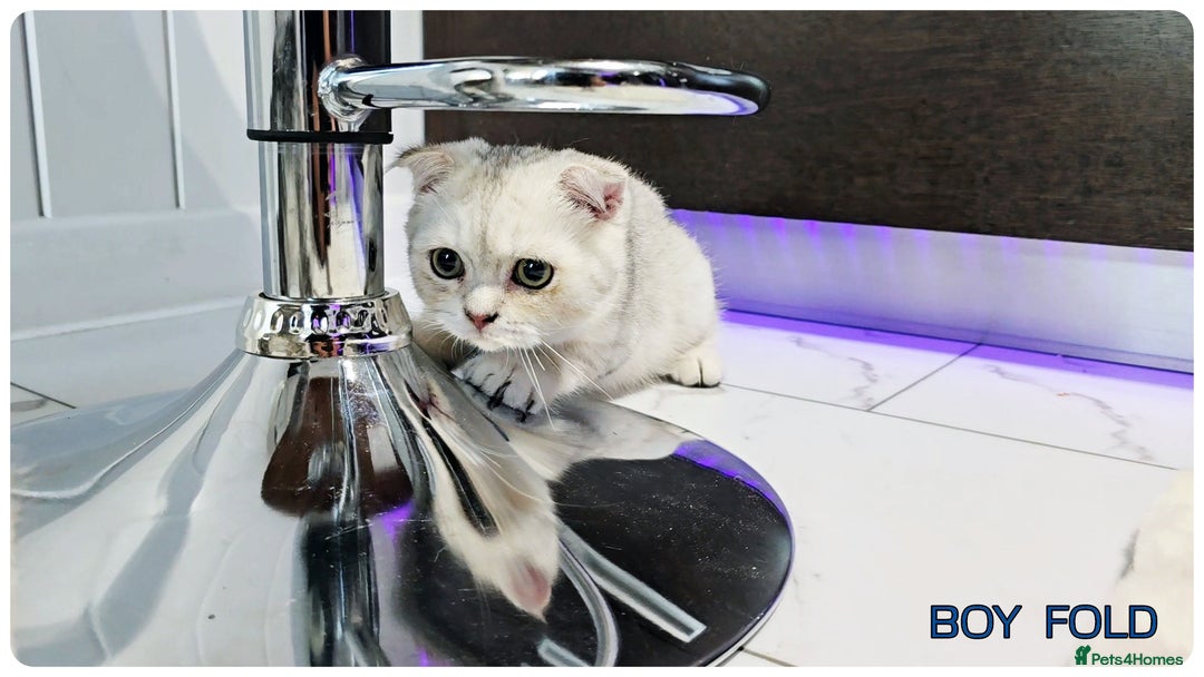 Scottish Fold cats for sale: Scotish Fold Kittens (Delivery available) - Image 15