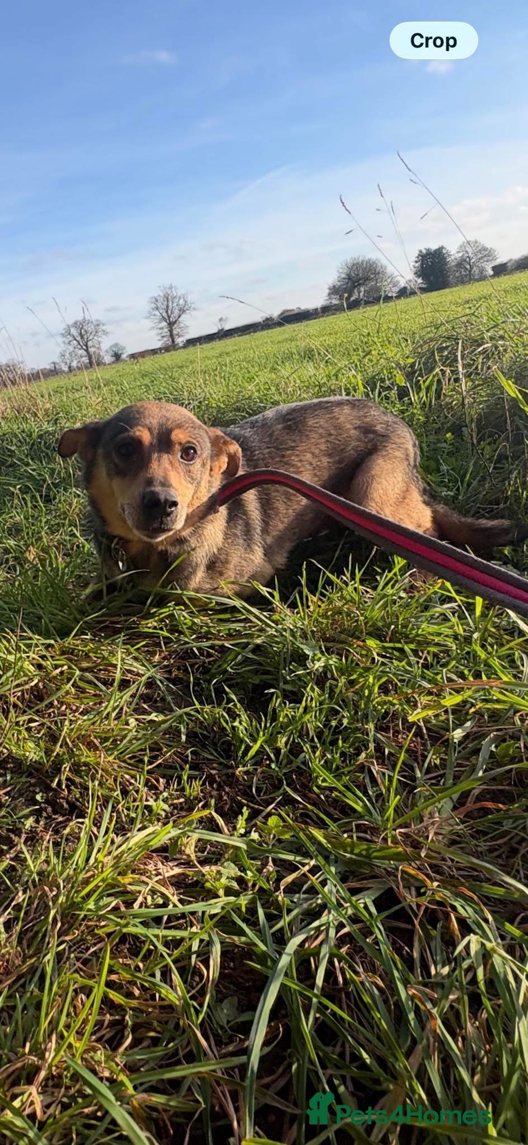 Mixed Breed dogs for adoption: Frannie - Norwich Norfolk  - Advert 3