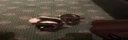 Jack Russell dogs for sale: Short legged Jack Russel puppies.  - Advert 7