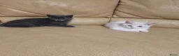 Mixed Breed cats for sale: Two Kittens Ragdoll Cross in Sunderland - Advert 2