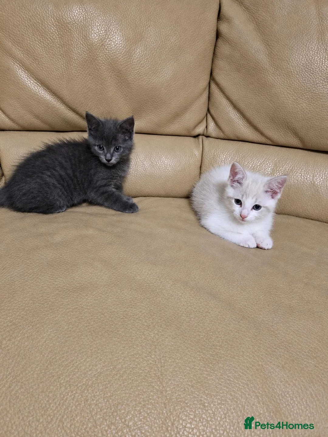 Mixed Breed cats for sale: Two Kittens Ragdoll Cross in Sunderland - Advert 2