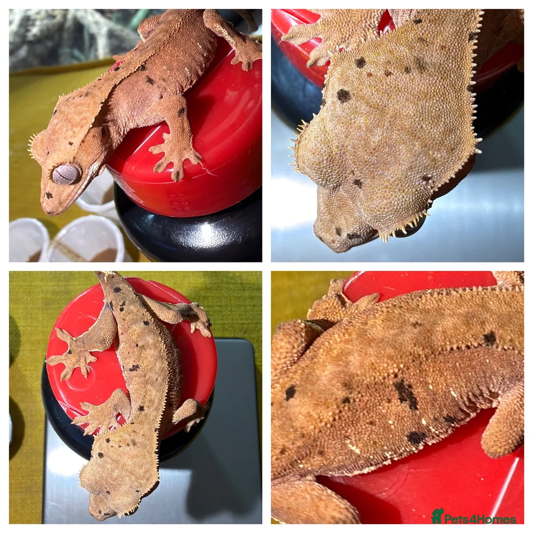 Gecko reptiles for sale: Various Crested Gecko Babies - Advert 20