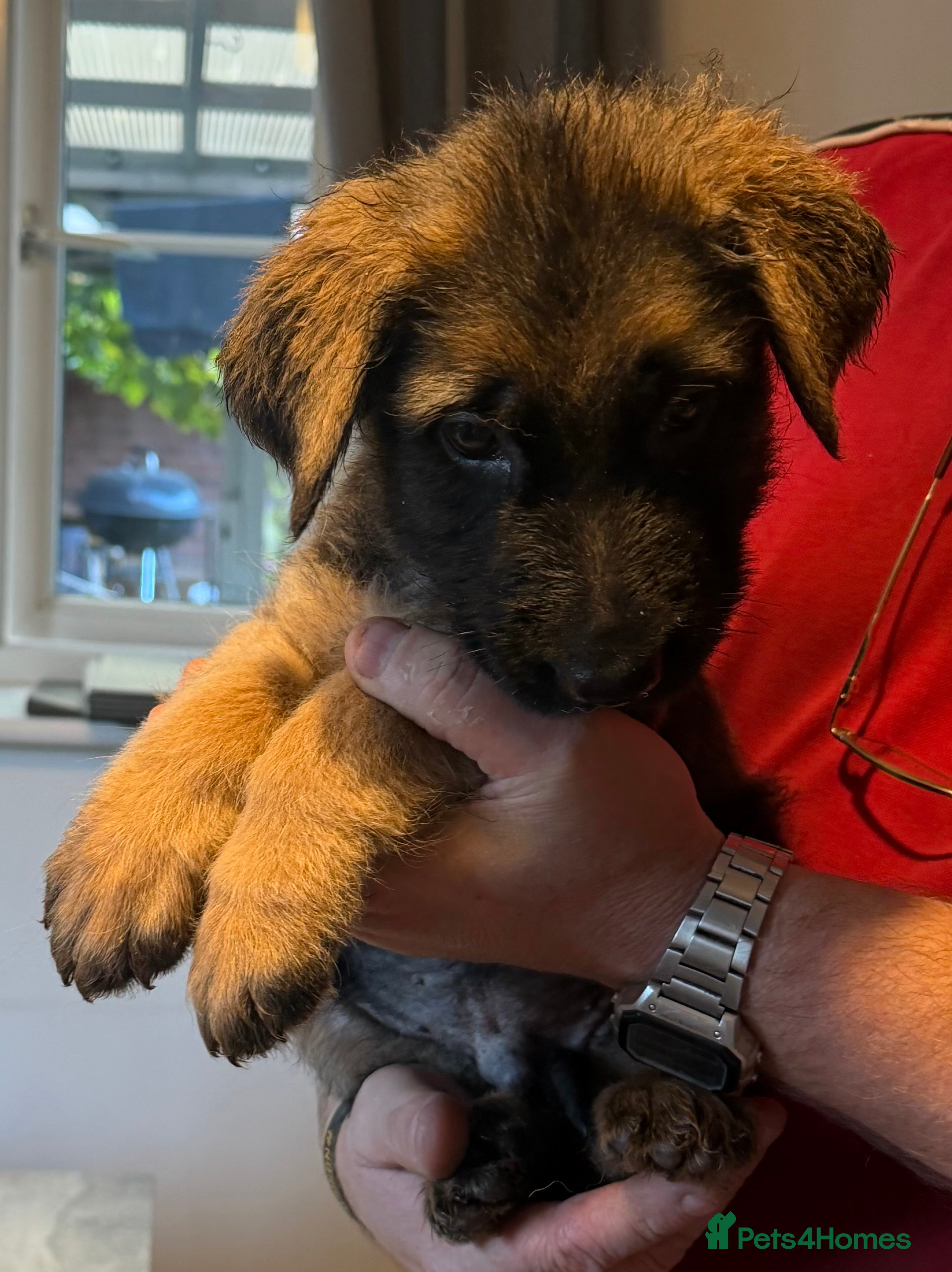 German Shepherd dogs 1 BOY LEFT!!!!!!Ready to go to new family  - Advert 2