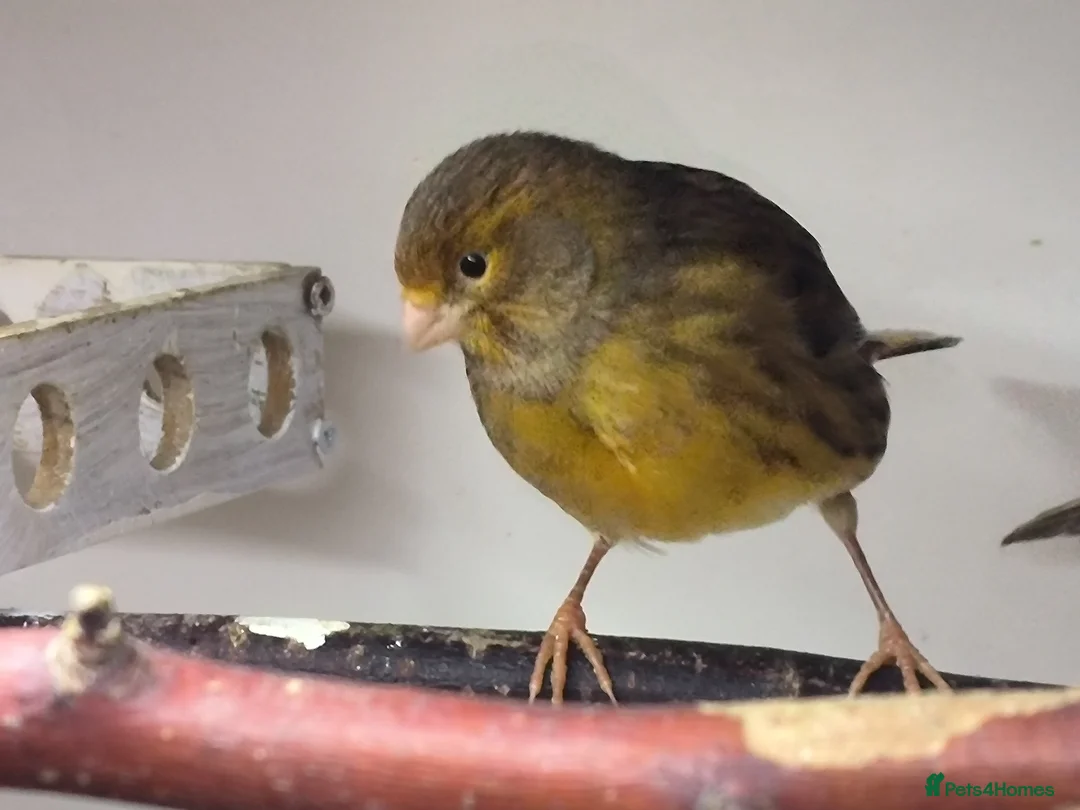 Canaries birds for sale: 5 beautiful 2025 canaries  - Advert 18