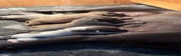 Whippet dogs for sale: Beautiful KC Whippet puppies  - Advert 14