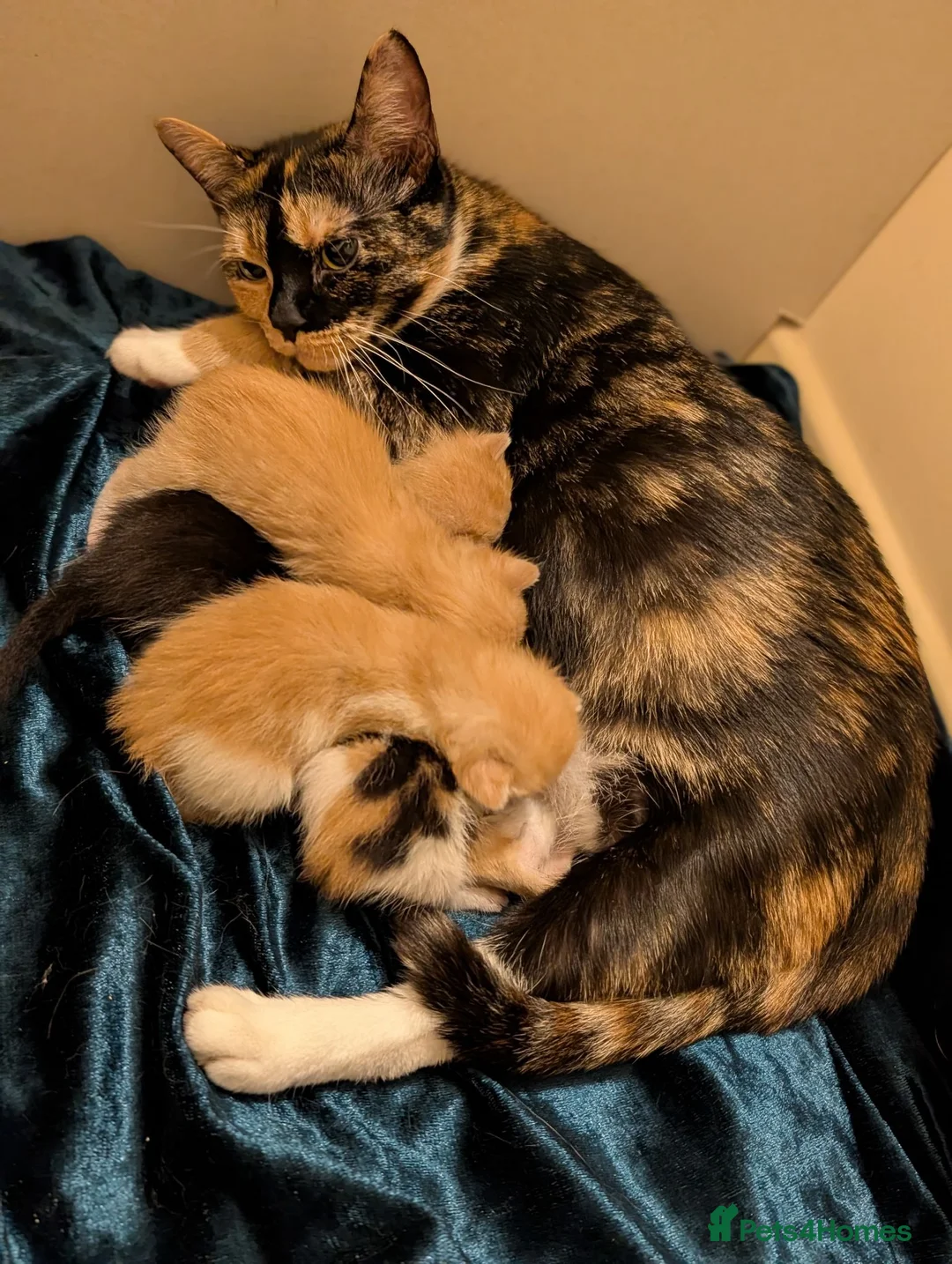British Shorthair cats for sale: 3 Gorgeous, boy kittens  in Winsford - Advert 1