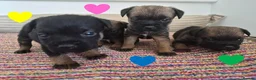 Border Terrier dogs for sale: Beautiful Border Terriers for Sale - Advert 13