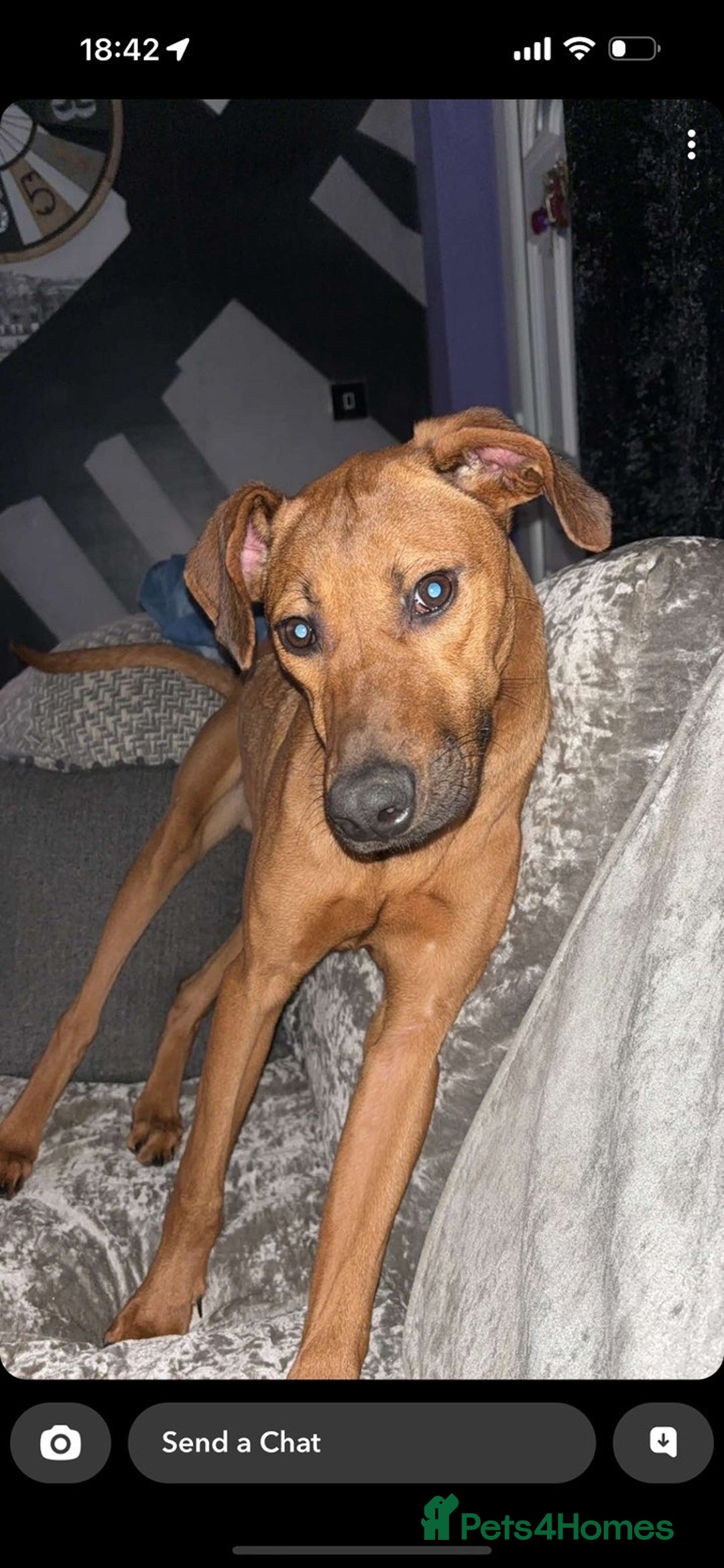 Rhodesian Ridgeback dogs for sale: Male ridgeback  - Advert 1