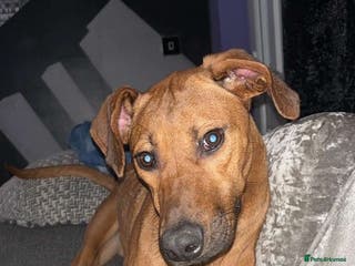 Rhodesian Ridgeback dogs Male ridgeback - Advert 1