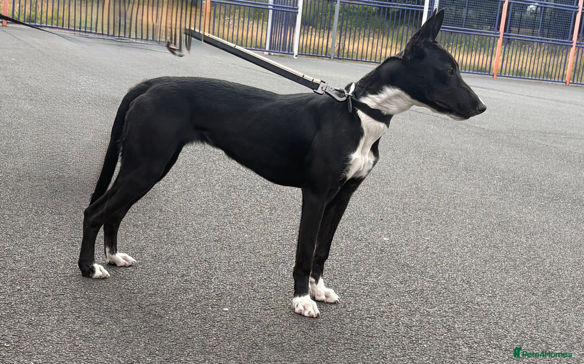 Mixed Breed dogs Two dogs looking to be rehomed  - Advert 8