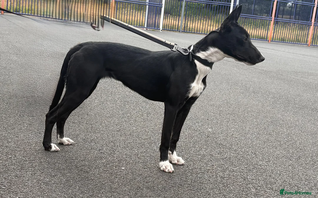 Mixed Breed dogs for sale: Two dogs looking to be rehomed  - Advert 1