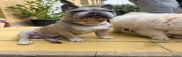French Bulldog dogs for sale: Male French Bulldog 9 years Old - Advert 7
