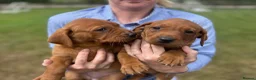 Labrador Retriever dogs for sale: Stunning fox red and yellow Family Labrador Pups - Advert 3