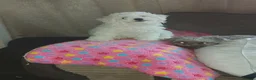 Bichon Frise dogs for sale: Beautiful Puppy bichon Frisé Needs a good home - Advert 1