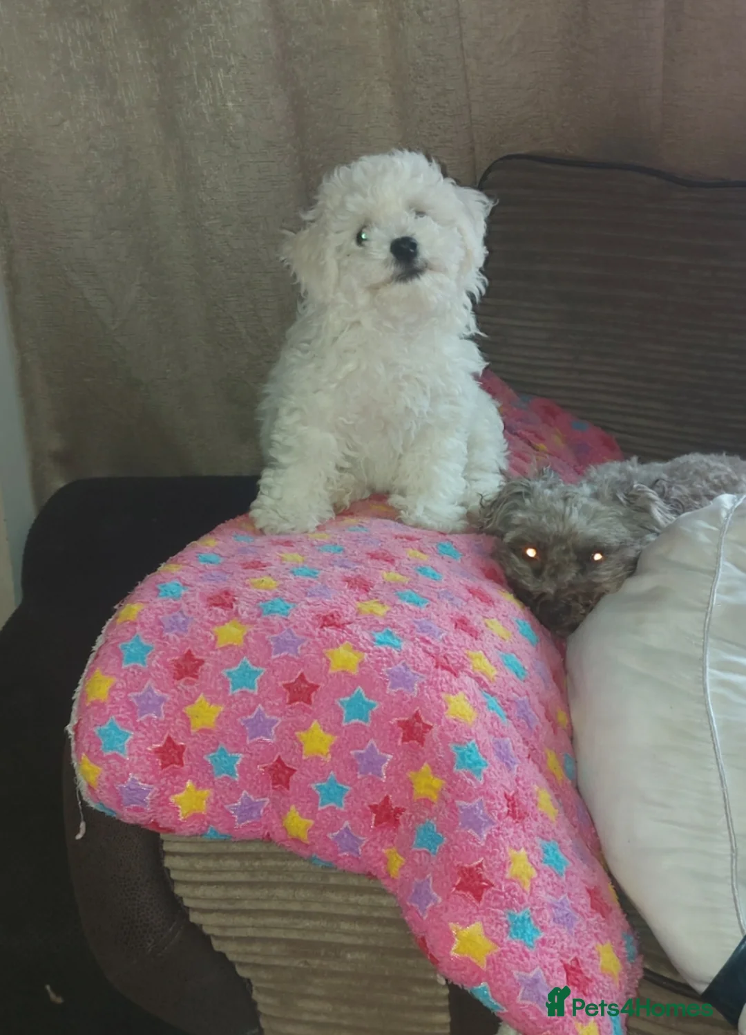 Bichon Frise dogs for sale: Beautiful Puppy bichon Frisé Needs a good home - Advert 1
