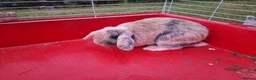 Lionhead rabbits for sale: Rabbit one male and female  in Stoke-on-Trent - Advert 5