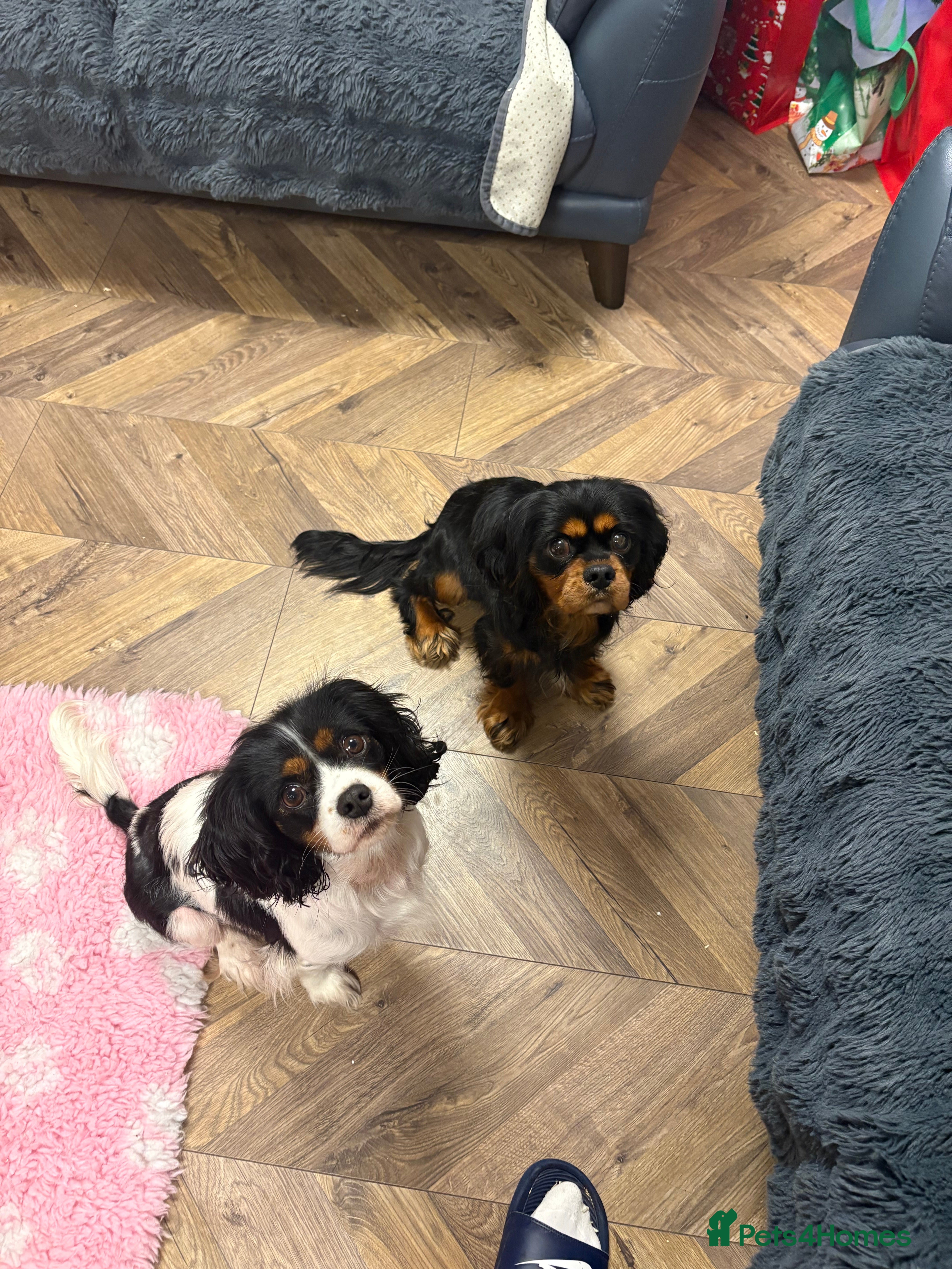 Cavalier King Charles Spaniel dogs All Rehomed  - Advert 4