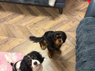 Cavalier King Charles Spaniel dogs All Rehomed - Advert 5