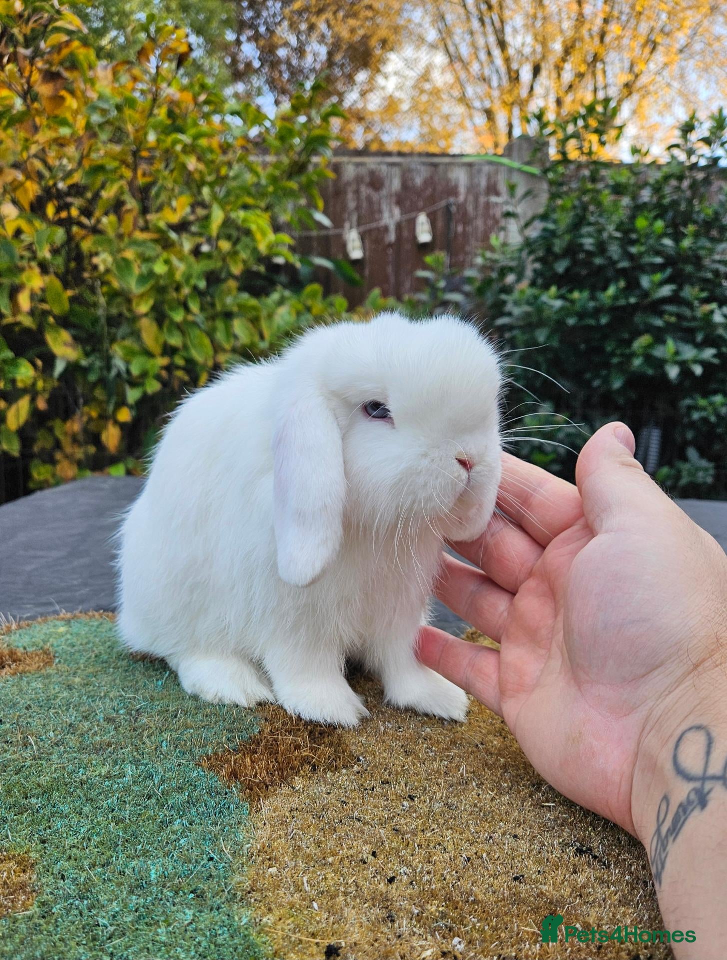Mini Lop rabbits for sale: Baby mini lop rabbit 1 male - Advert 15