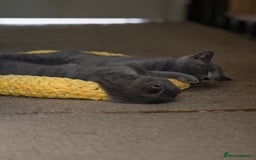 Scottish Fold cats for sale: 3 lovely kittens looking for new family  - Image 12