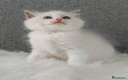 Ragdoll cats for sale: Best Ragdoll Kittens Regional Winner - Image 9