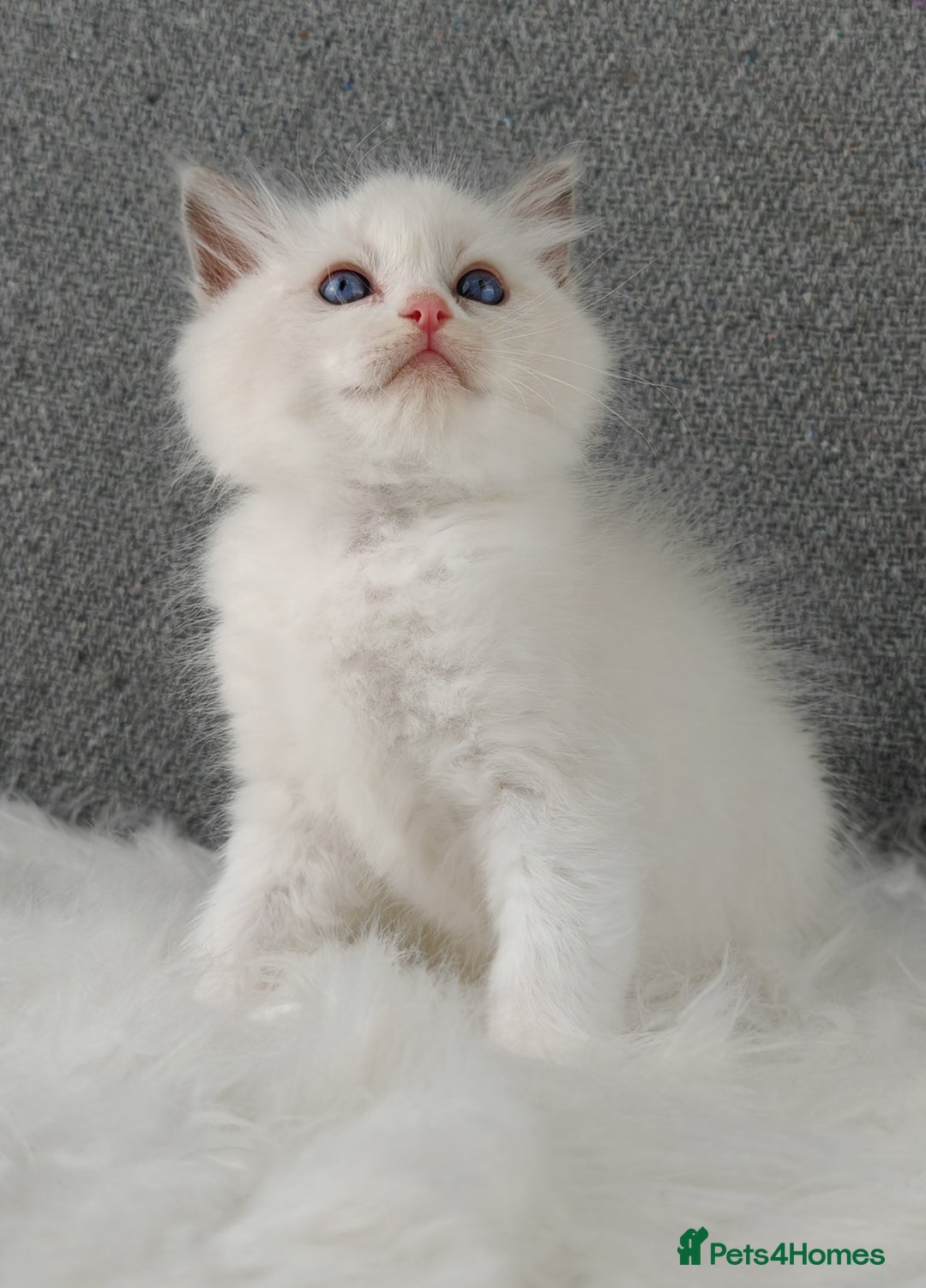 Ragdoll cats for sale: Best Ragdoll Kittens Regional Winner - Image 9
