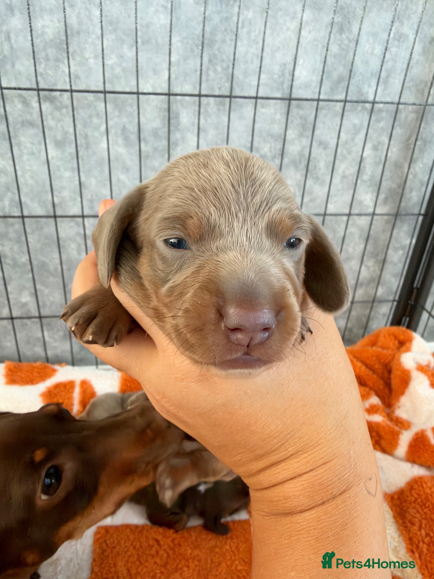 Miniature Dachshund dogs Stunning Miniature Dachshund - Advert 17