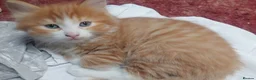 Mixed Breed cats for sale: Long‑Haired beautiful Ragdoll Cross Kittens - Advert 25