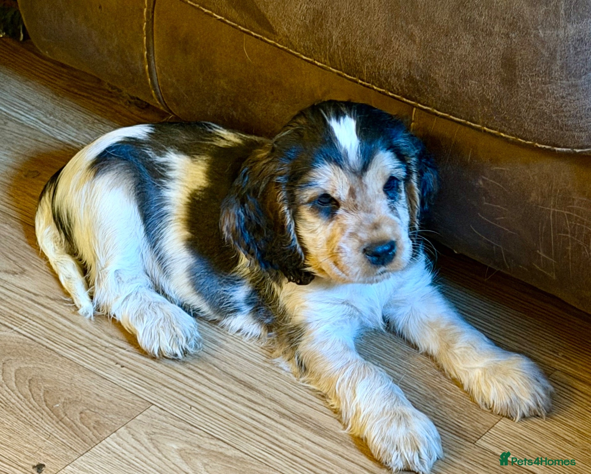 Cocker Spaniel dogs SHOW TYPE COCKER SPANIELS **READY NOW** - Advert 9