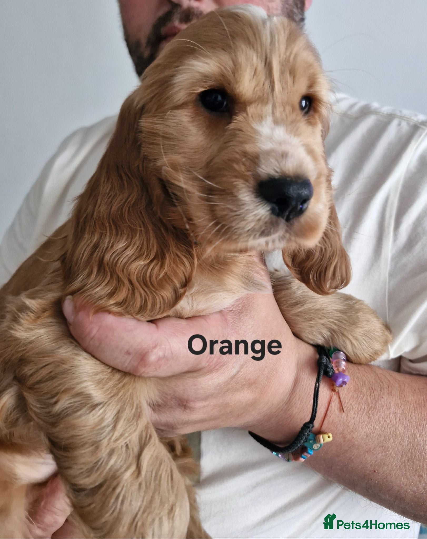 Cocker Spaniel dogs Show Type Cocker Spaniels Puppies - Advert 18