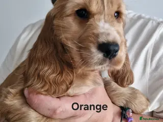 Cocker Spaniel dogs Show Type Cocker Spaniels Puppies - Advert 1