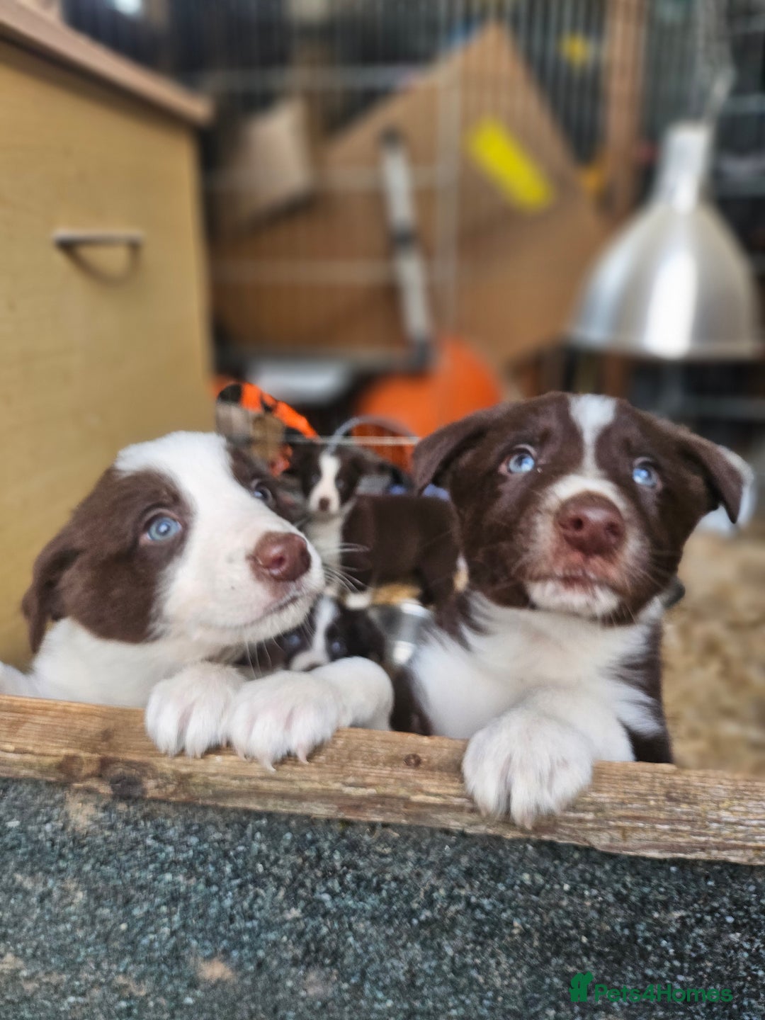 Border Collie dogs for sale: Red border collie pups for sale - Advert 2