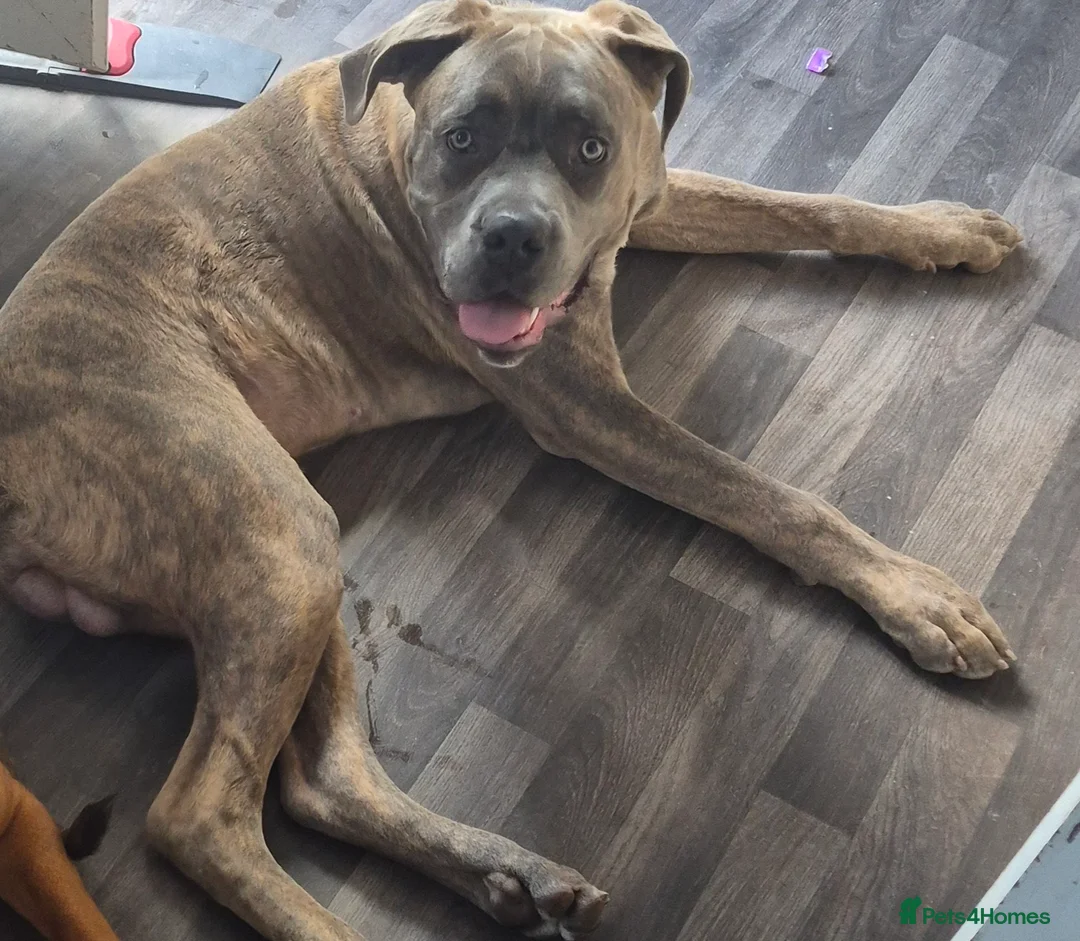 Cane Corso dogs for sale: 7 month old male  in North Shields - Advert 2