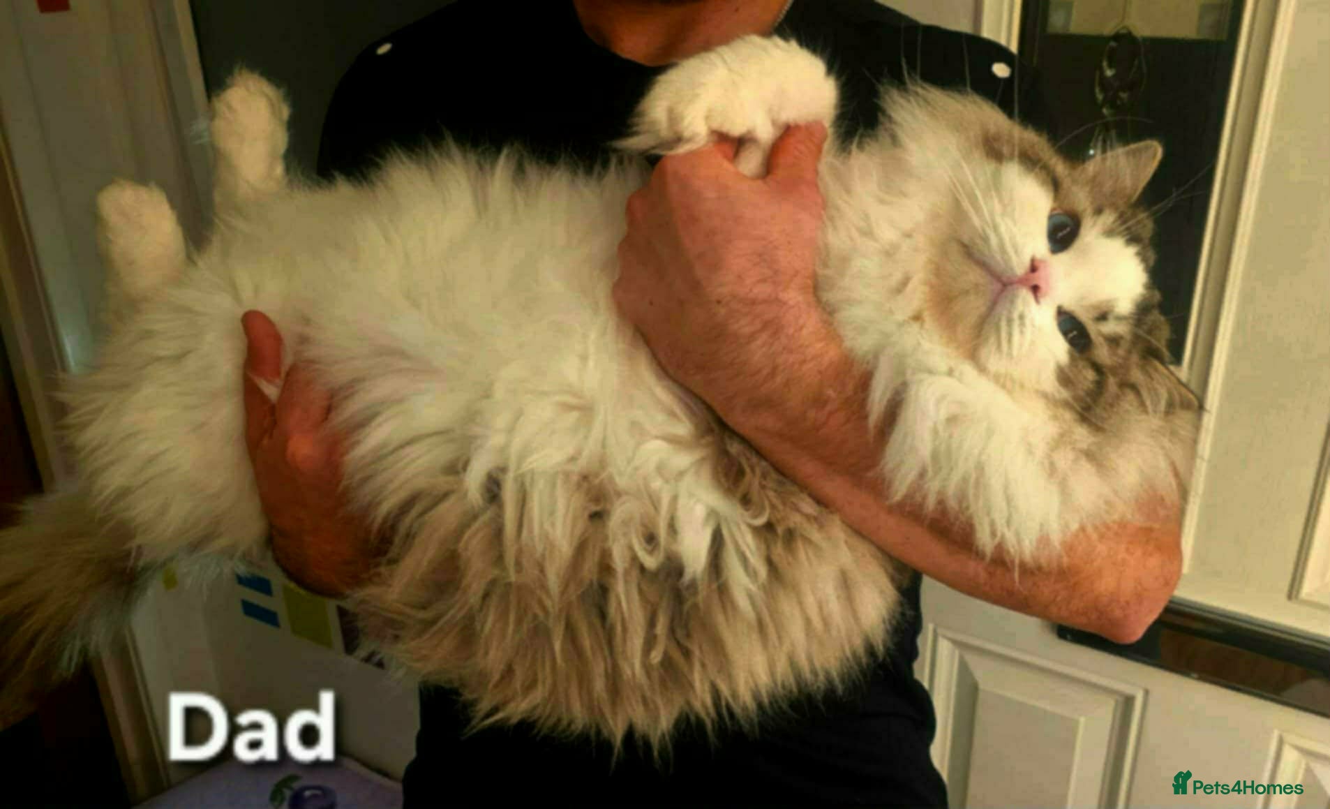 Ragdoll cats Ragdolls - Advert 2