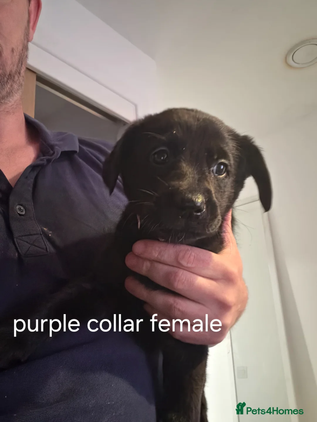 Sheprador dogs for sale: Shepador puppies for sale  - Advert 1