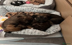 Mixed Breed dogs for sale: Schnackadoodles (Mini Schnauzer X Jackadoodle) - Image 18