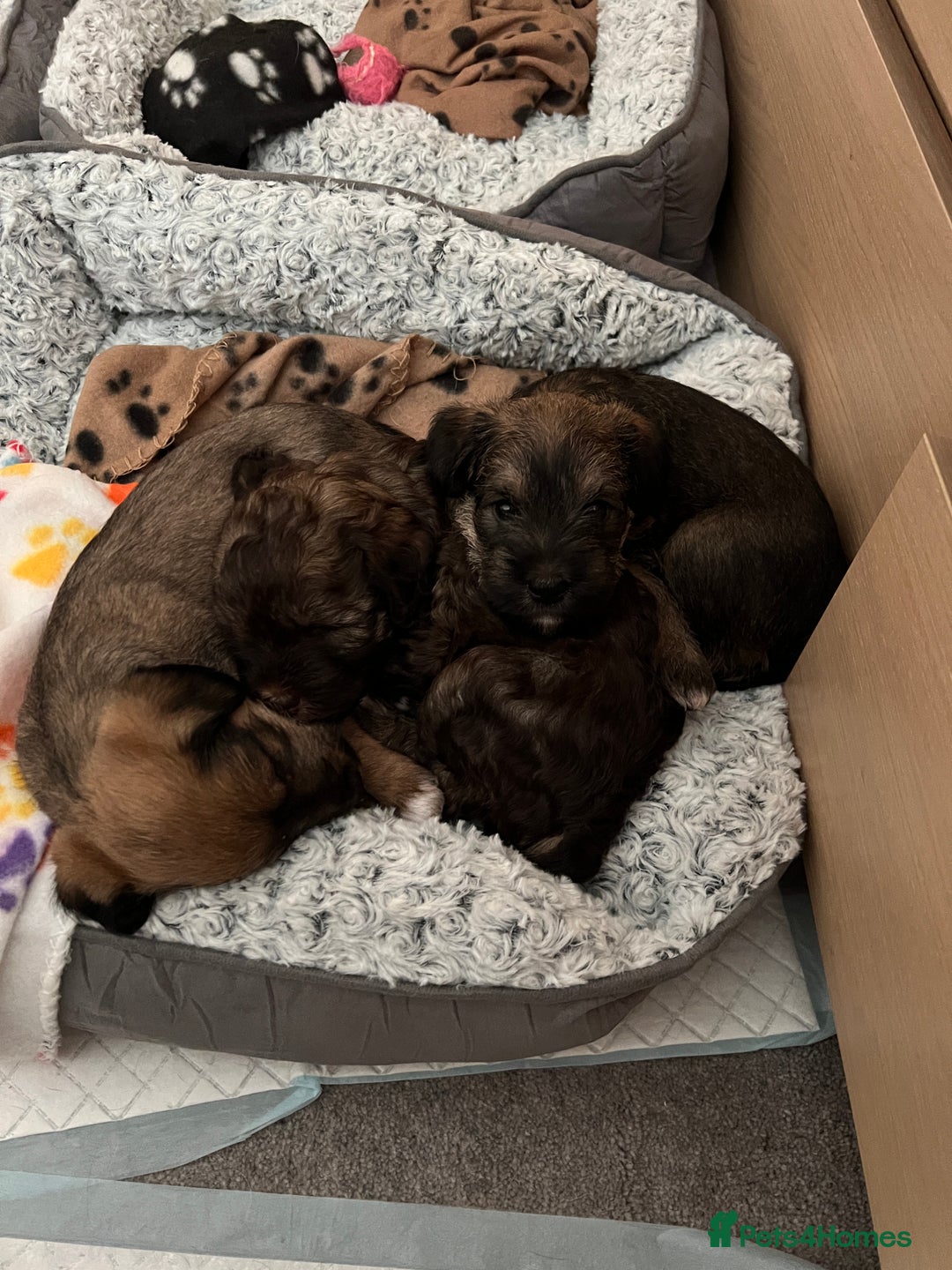 Mixed Breed dogs for sale: Schnackadoodles (Mini Schnauzer X Jackadoodle) - Image 18