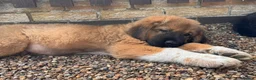 Tibetan Mastiff dogs for sale: Stunning Tibetan Saint Puppies - Ready to go! - Advert 10