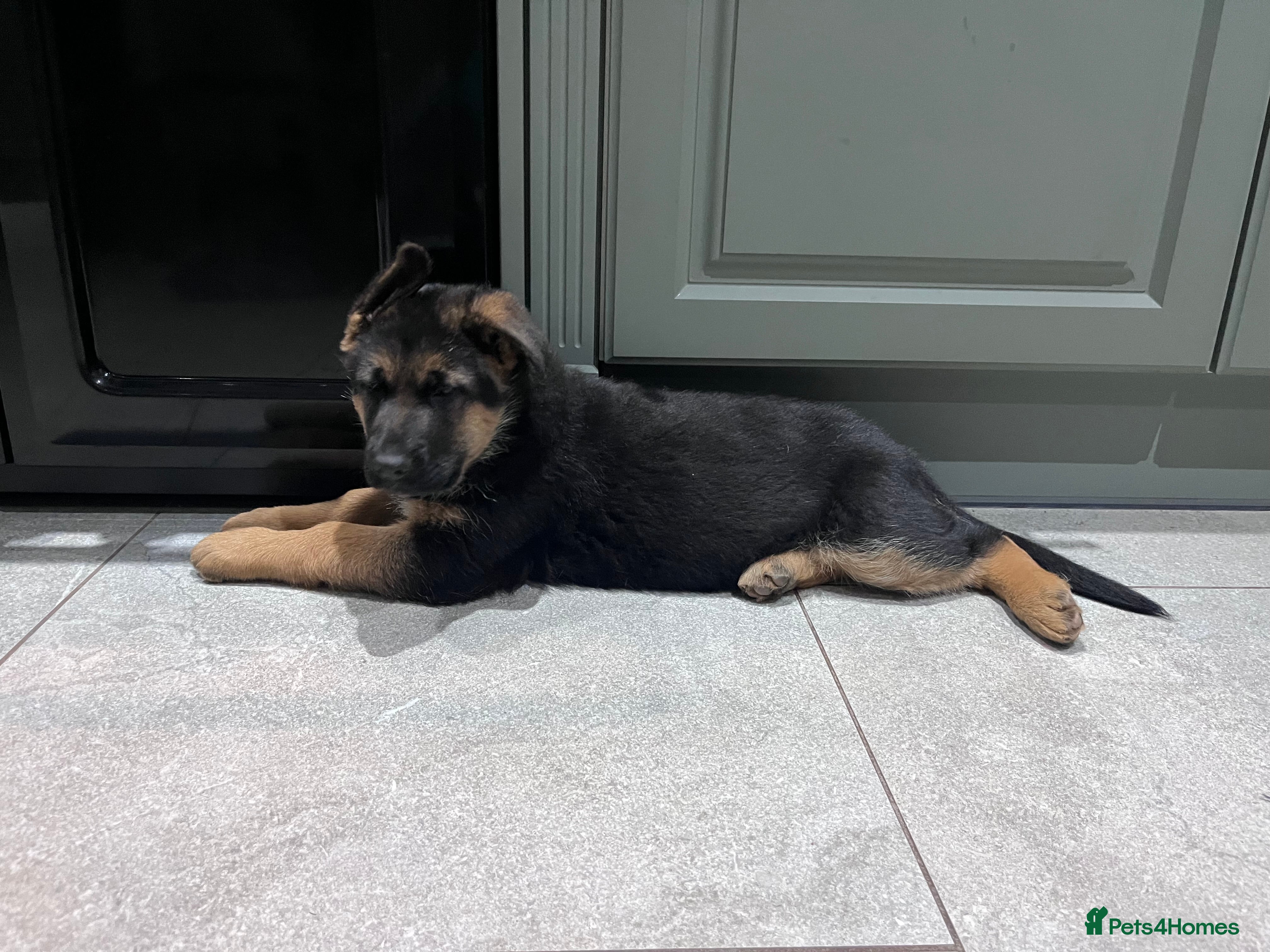 German Shepherd dogs KC reg German shepherd puppies  - Advert 4